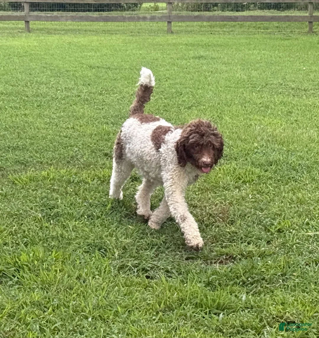Goldendoodle dogs for sale: Buckeye - Ad 2
