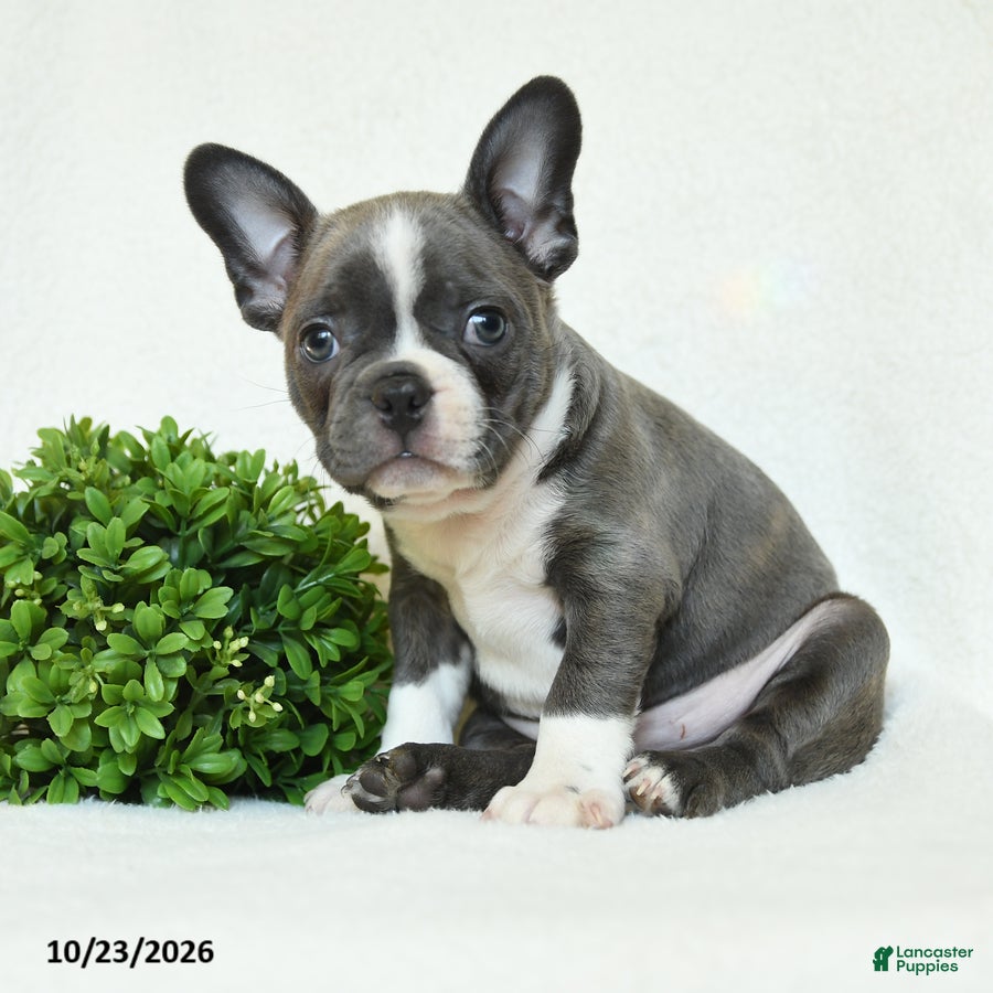 Boston Terrier dogs for sale: Griffin - Ad 1