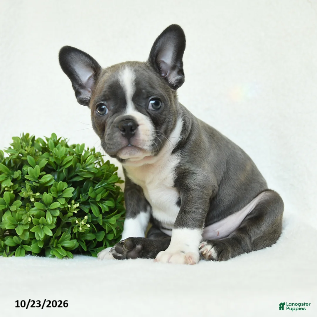 Boston Terrier dogs for sale: Griffin - Ad 1