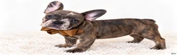 French Bulldog dogs for sale: Diesel-AKC - Ad 3