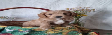 Mini Goldendoodle, Diamond