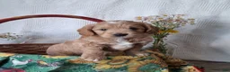 Mini Goldendoodle dogs for sale: Mini Goldendoodle, Diamond - Ad 1