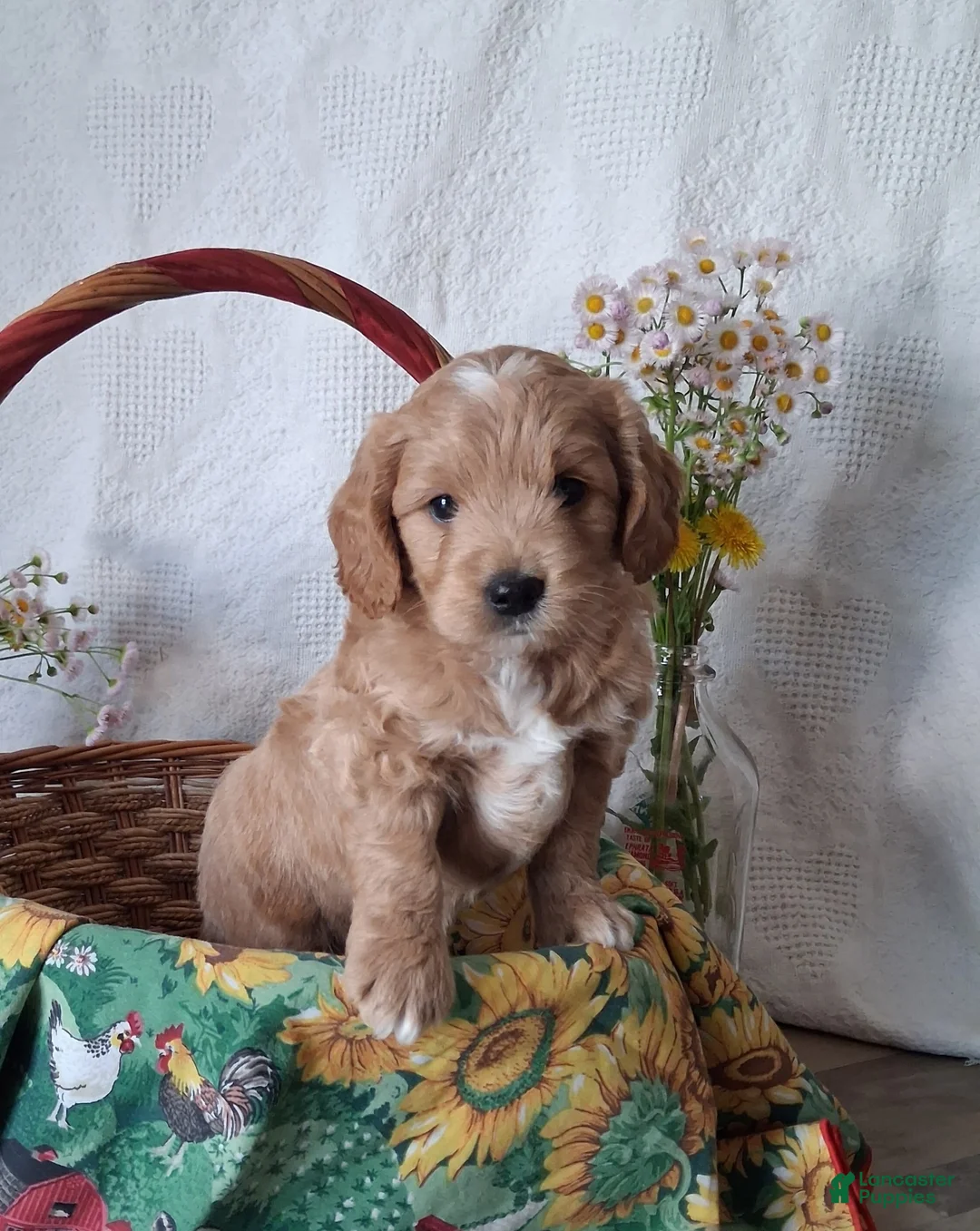 Mini Goldendoodle dogs for sale: Mini Goldendoodle, Diamond - Ad 1