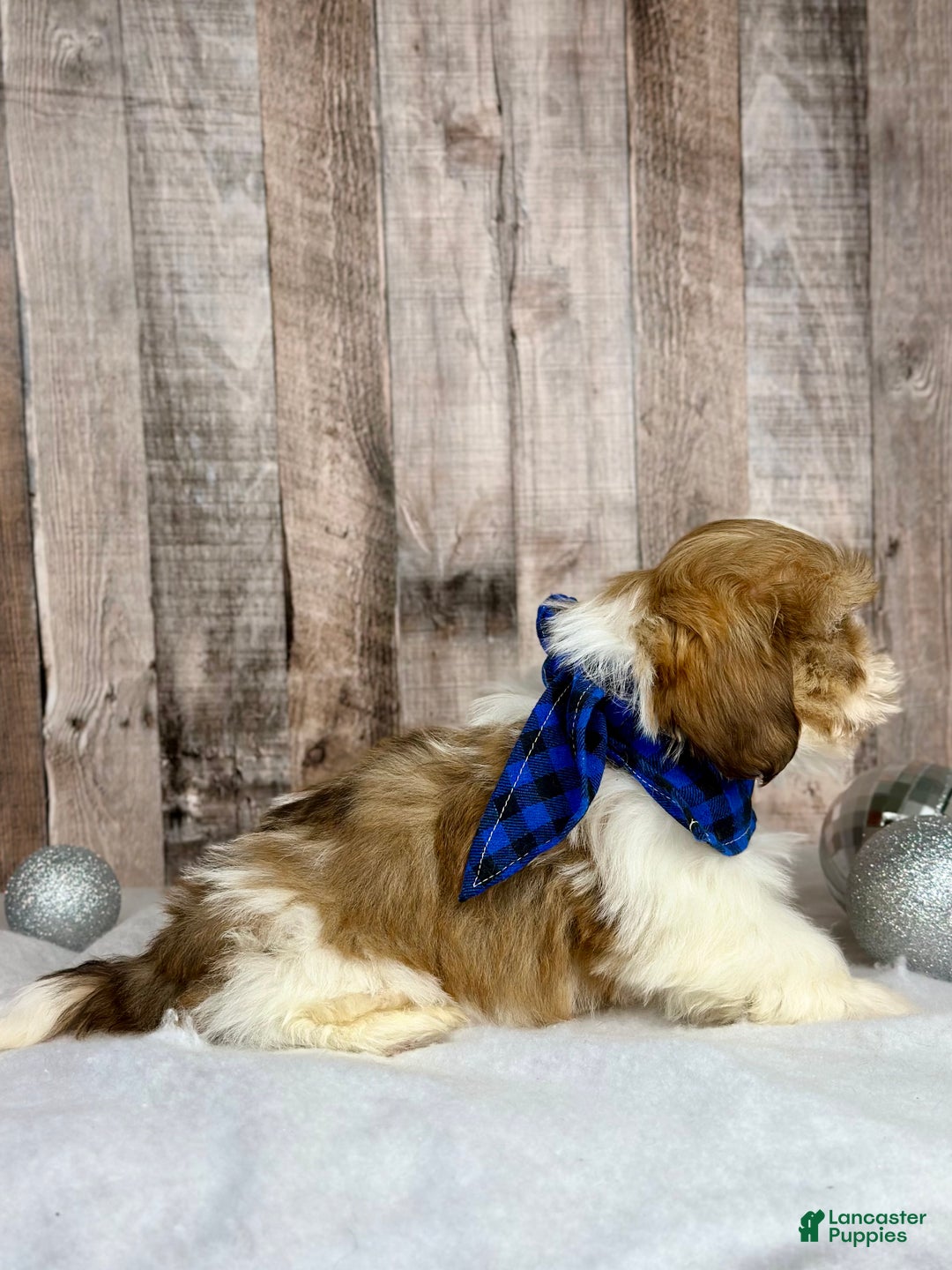 Shih Tzu dogs for sale: Harley - Ad 4