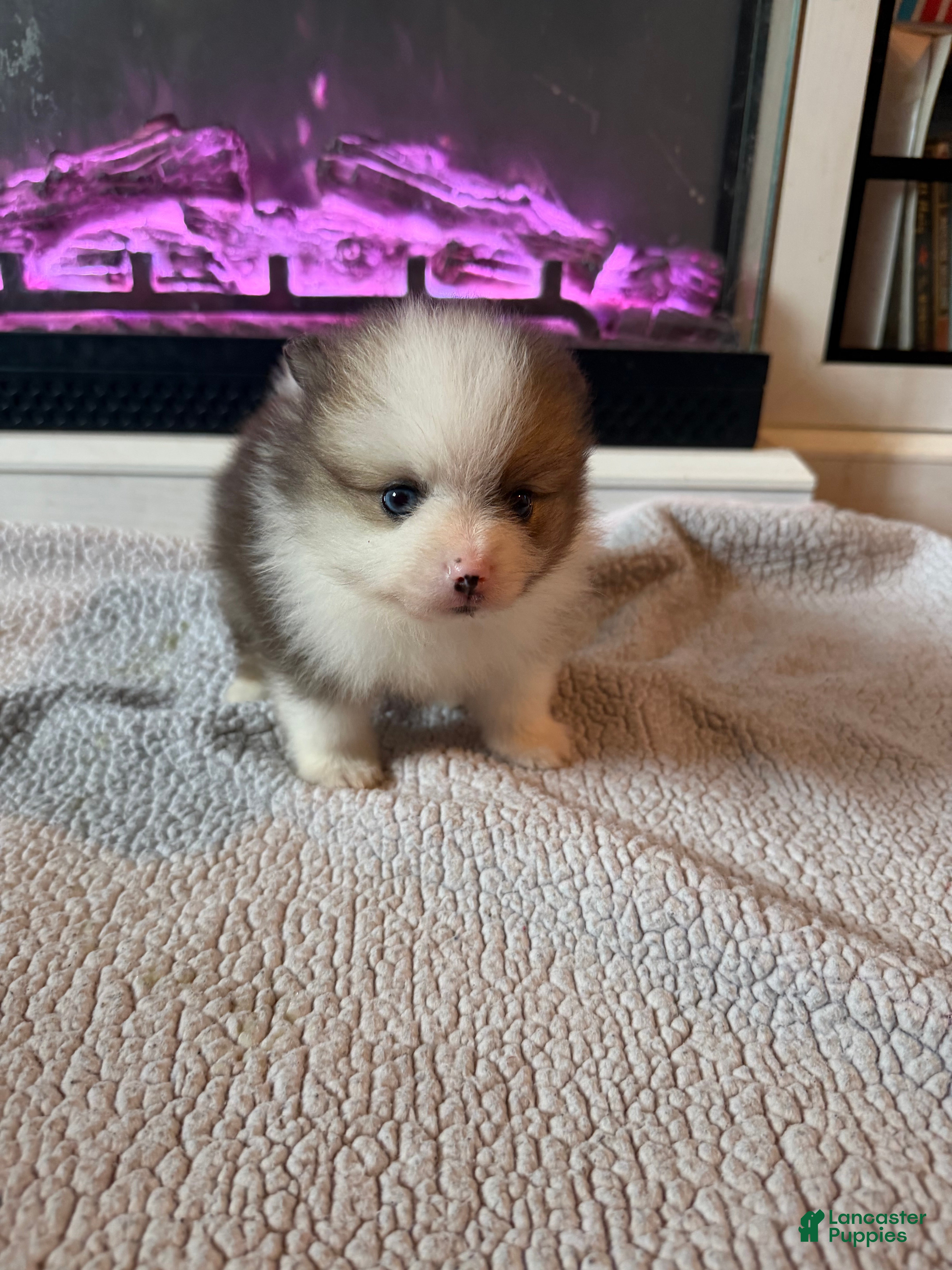 Pomeranian dogs Gazelle - Ad 2