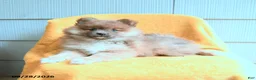 Pomeranian dogs for sale: Lucky - Ad 5