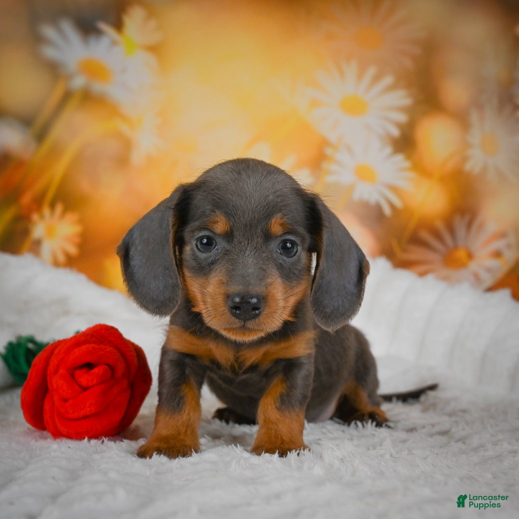 Miniature Dachshund dogs for sale: Dominic - Ad 1
