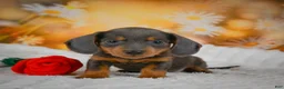 Miniature Dachshund dogs for sale: Dominic - Ad 1