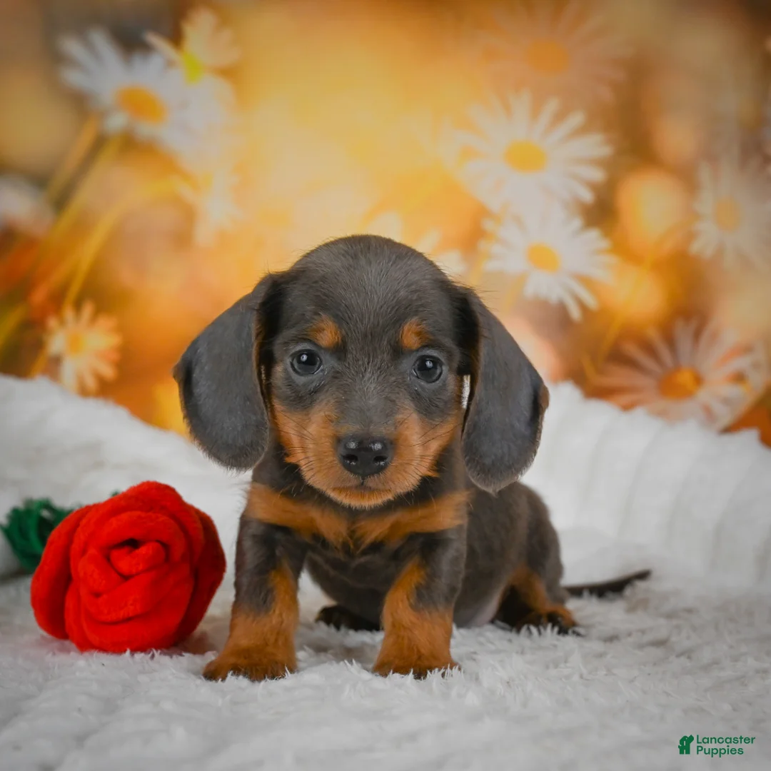 Miniature Dachshund dogs for sale: Dominic - Ad 1