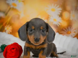 Miniature Dachshund dogs for sale: Dominic - Ad 1