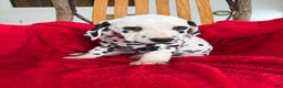 Dalmatian dogs for sale: Tara - Ad 5