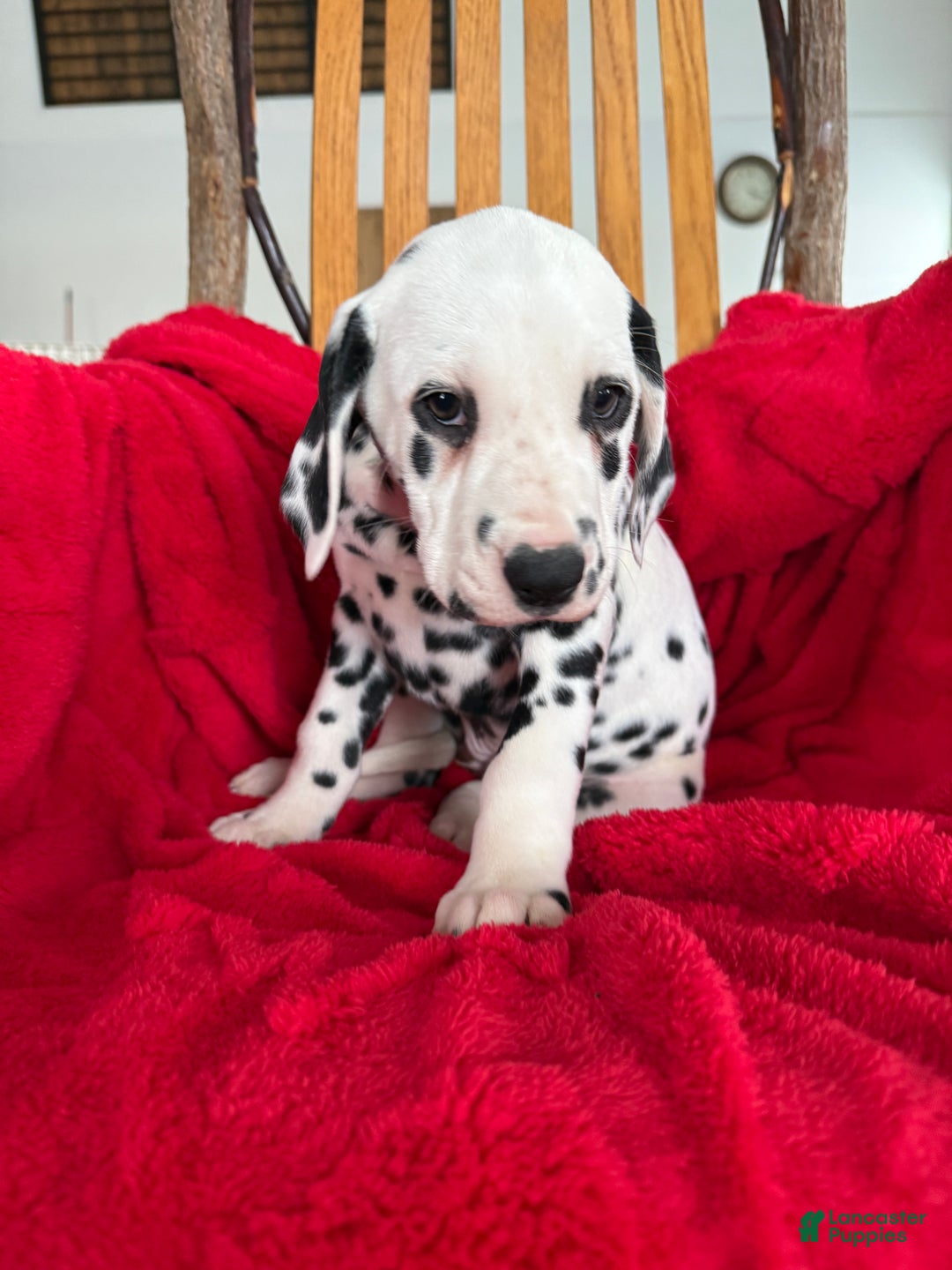 Dalmatian dogs for sale: Tara - Ad 5