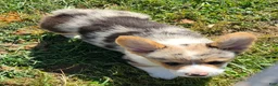 Welsh Corgi Pembroke dogs for sale: Stunning Stanley  - Ad 4