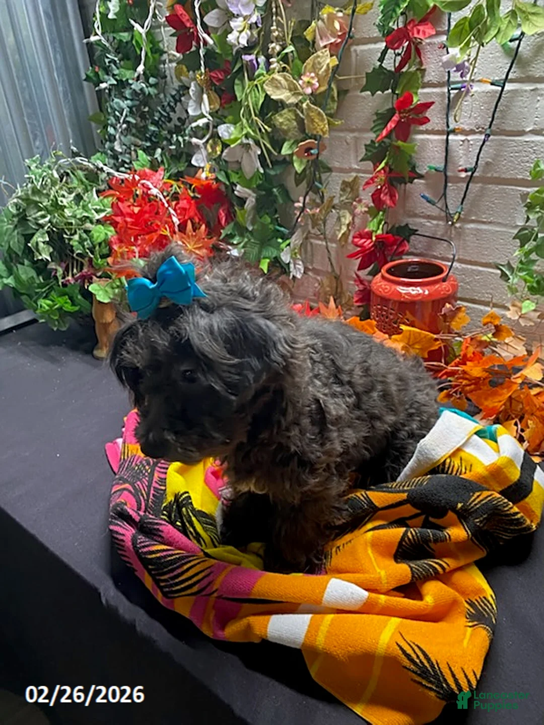 Havapoo dogs for sale: Sam - Ad 7