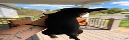 Chihuahua dogs for sale: Margerine  - Ad 4