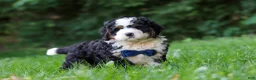 Mini Bernedoodle dogs for sale: Graham - Ad 3
