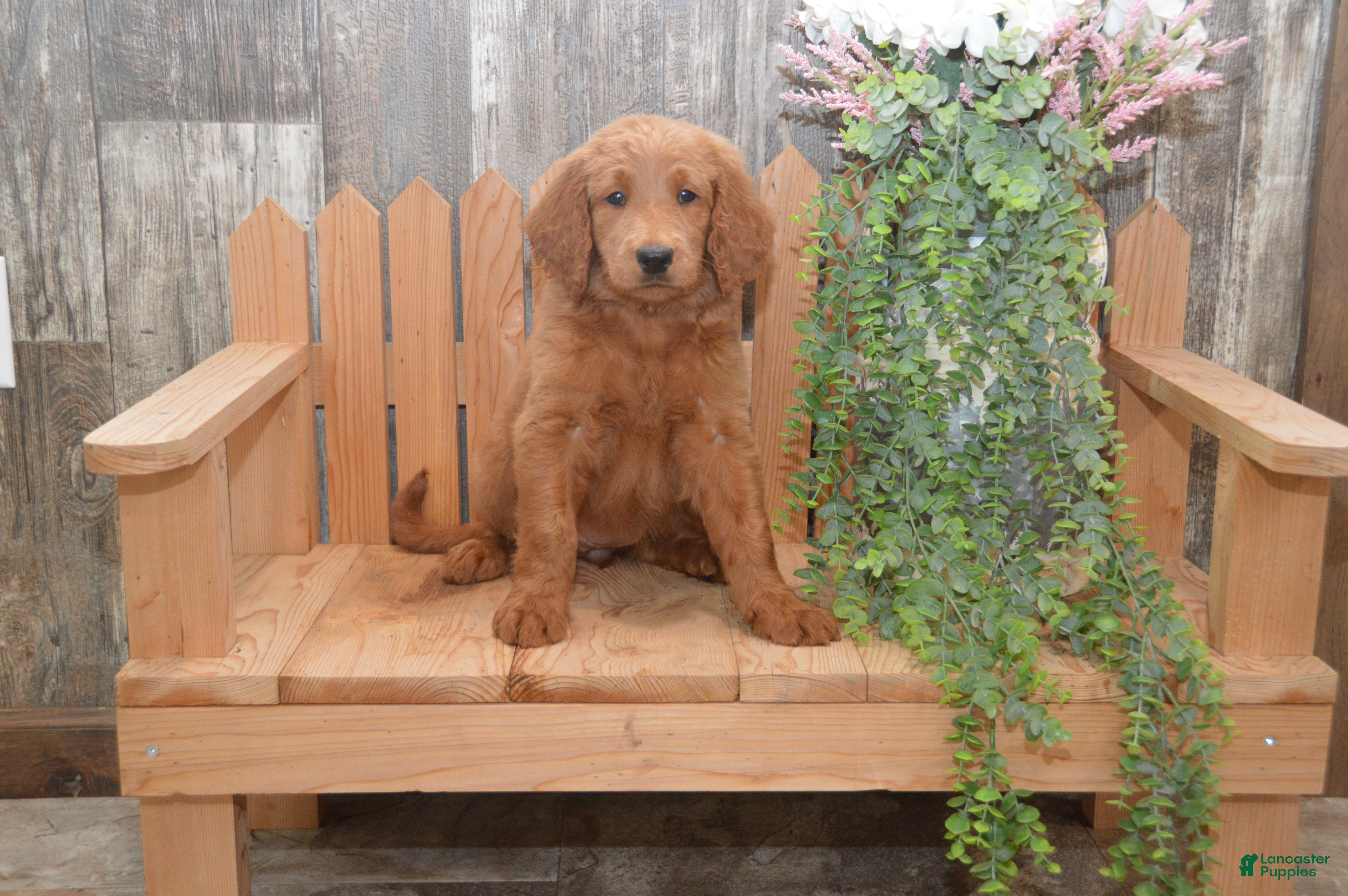 Goldendoodle dogs Summer - Ad 1