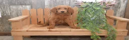 Goldendoodle dogs for sale: Summer - Ad 1