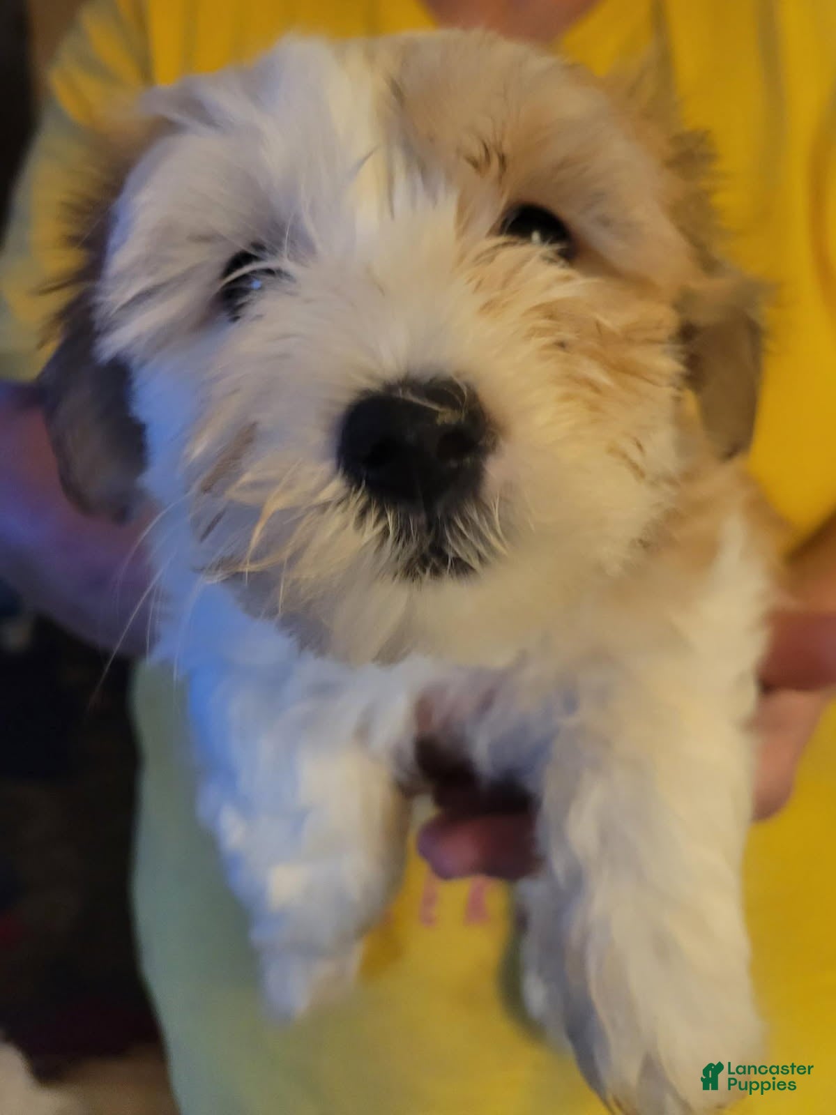Havanese dogs Boy 2 - Ad 2