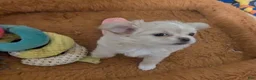 Chihuahua dogs for sale: Pearl Apple Head Long Coat Female   - Ad 9