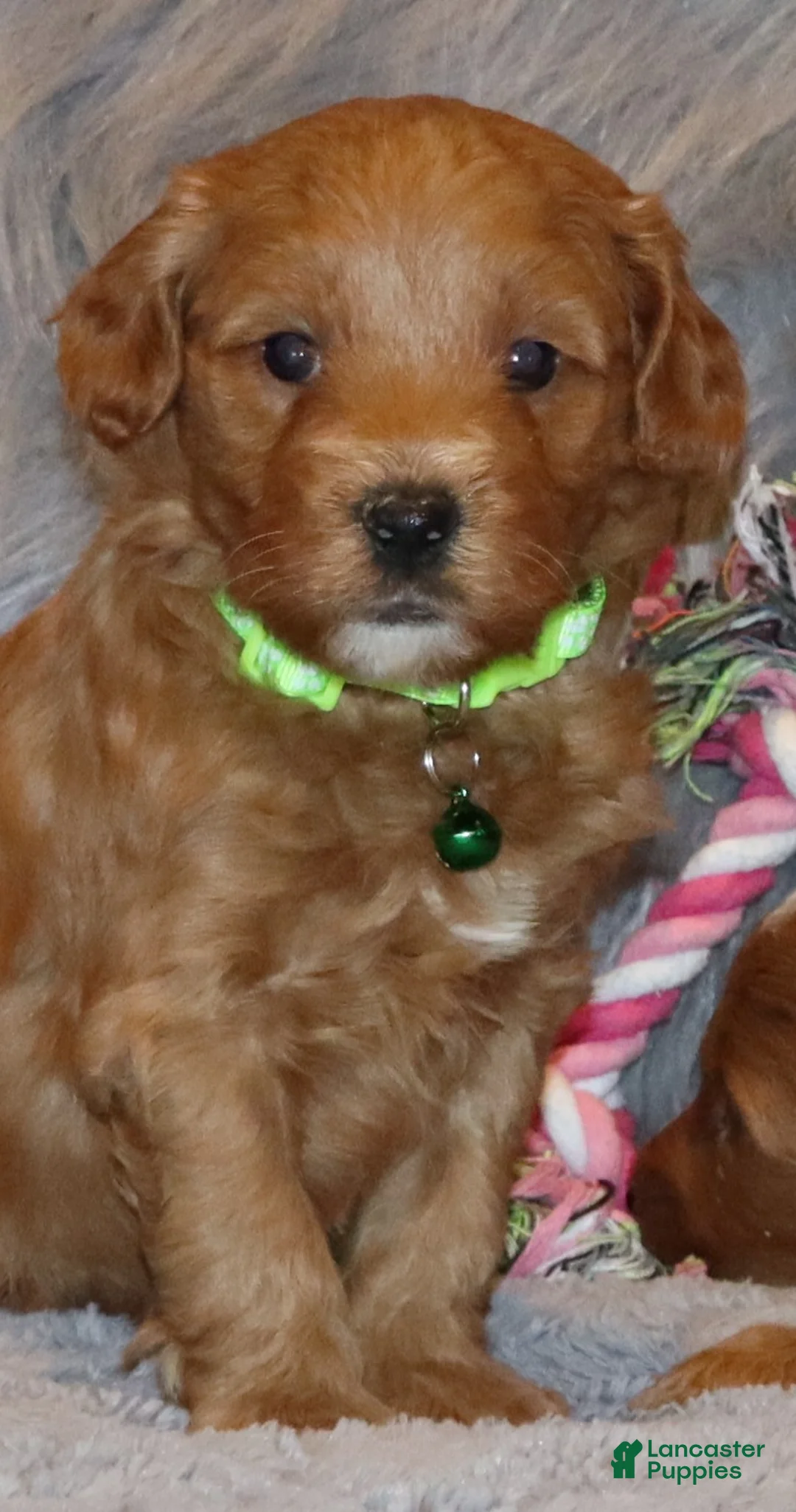 Mini Goldendoodle dogs for sale: Whiskers 🌷 Genetic Clear Parents - Ad 18