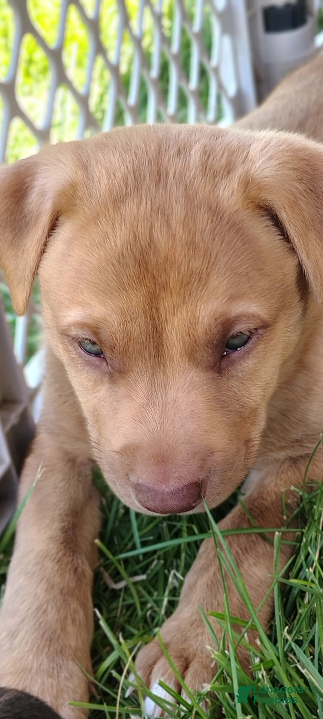 American Pit Bull Terrier dogs for sale: American Pit Bull Terrier 4 - Ad 2