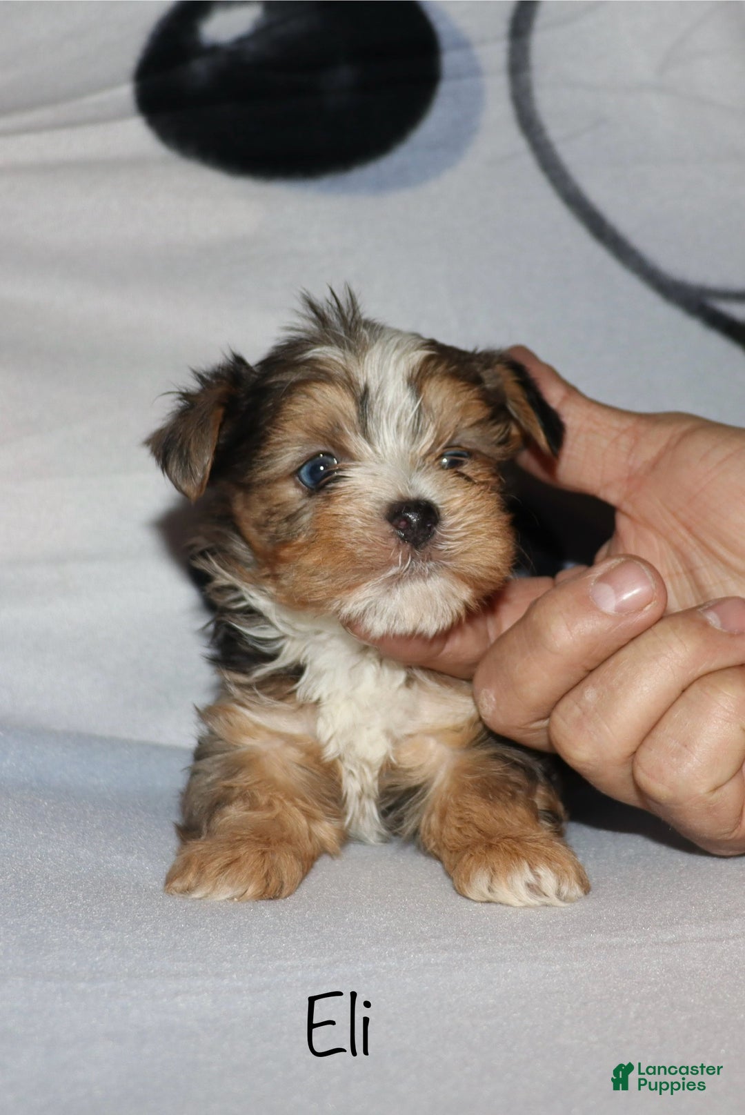 Yorkshire Terrier dogs for sale: Eli - blue merle parti - Ad 4