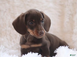 Dachshund dogs Milo - Ad 28