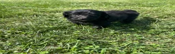 Mini Bernedoodle dogs for sale: Sprinkles - Ad 8