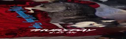 Siberian Husky dogs for sale: Freya - Ad 6