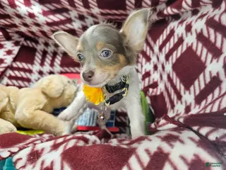 Chihuahua dogs Ali Babba (long-hair) - Ad 36