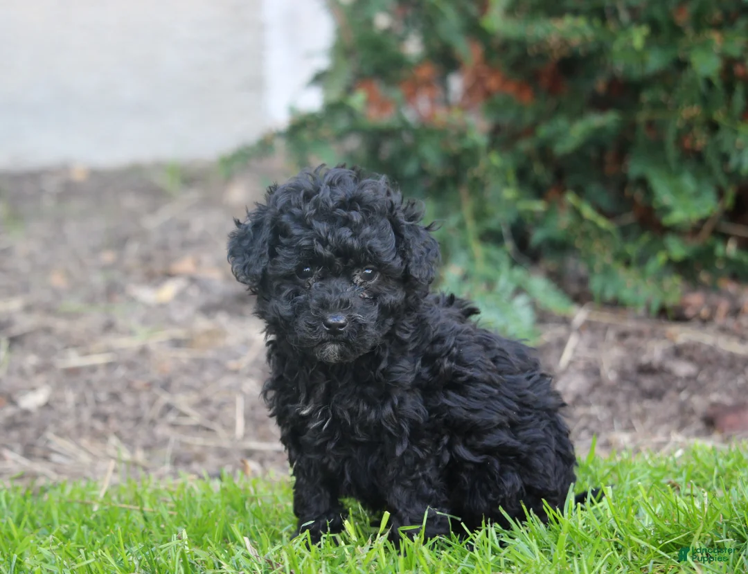 Bernedoodle dogs for sale: Bailey - Ad 1