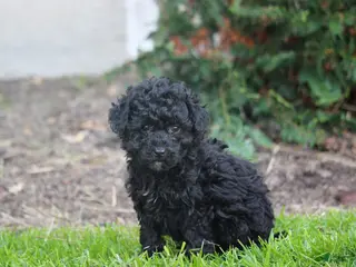 Bernedoodle dogs for sale: Bailey - Ad 2