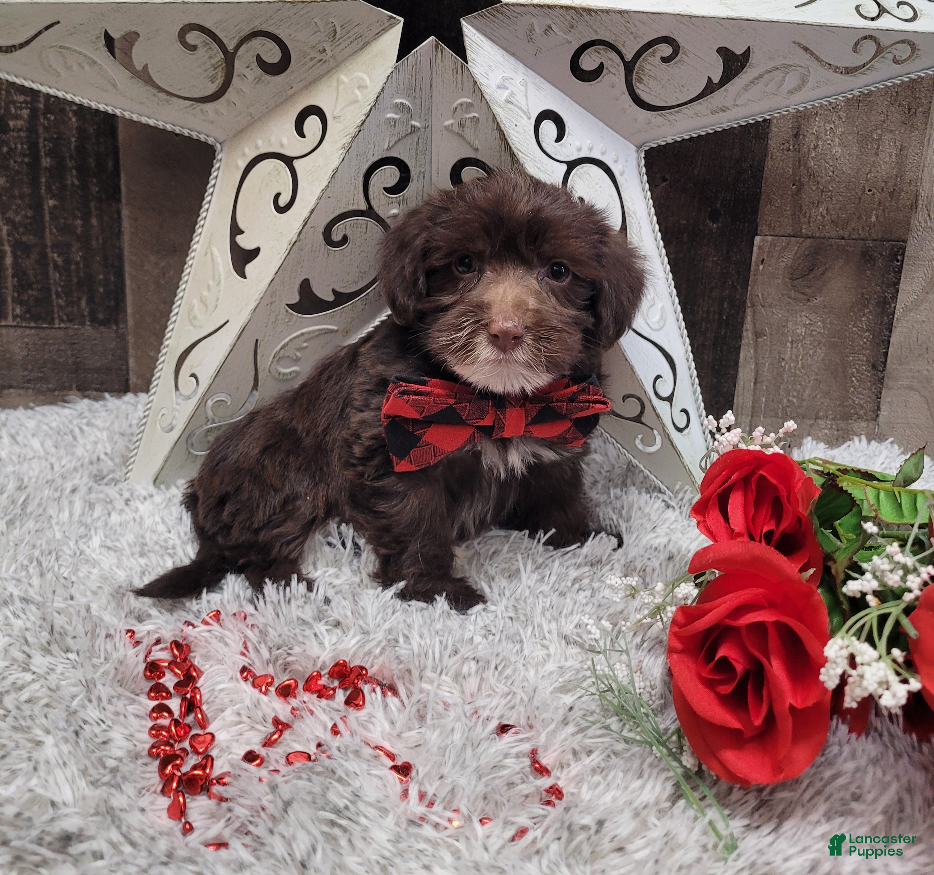 Mixed Breed dogs Brownie - Ad 10