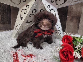 Mixed Breed dogs Brownie - Ad 20