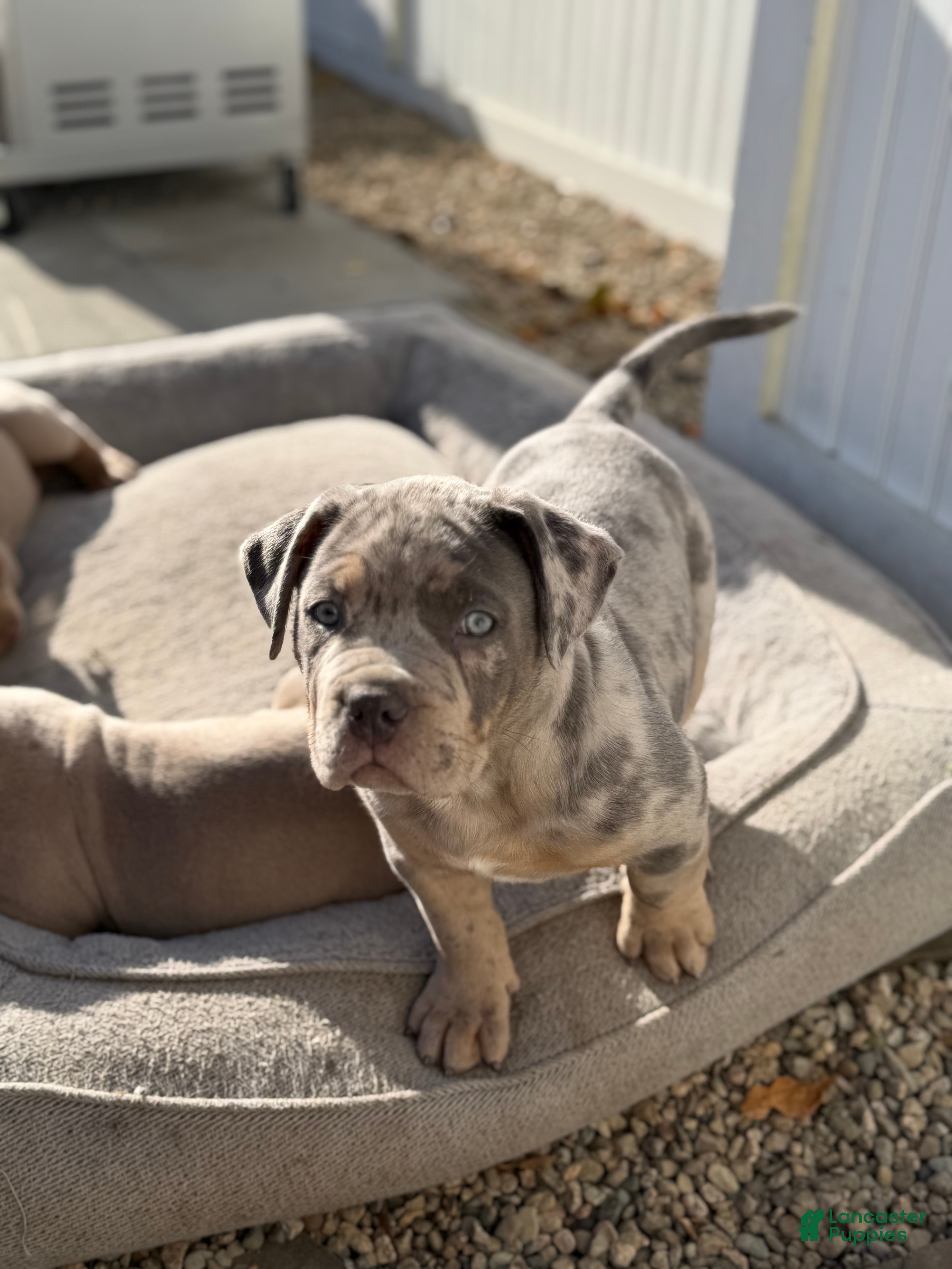 American Bully dogs Junior - Ad 2