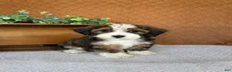 Havanese dogs for sale: Lindy - Ad 4