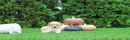 Toy Poodle dogs for sale: AKC Emmett(tiny) - Ad 5