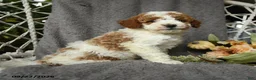 Goldendoodle dogs for sale: Hector - Ad 5