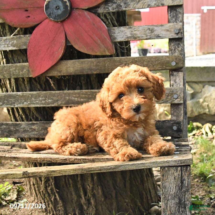 Havapoo dogs Tulip - Ad 2