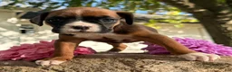 Boxer dogs for sale: Ziva Female AKC Boxer - Ad 6