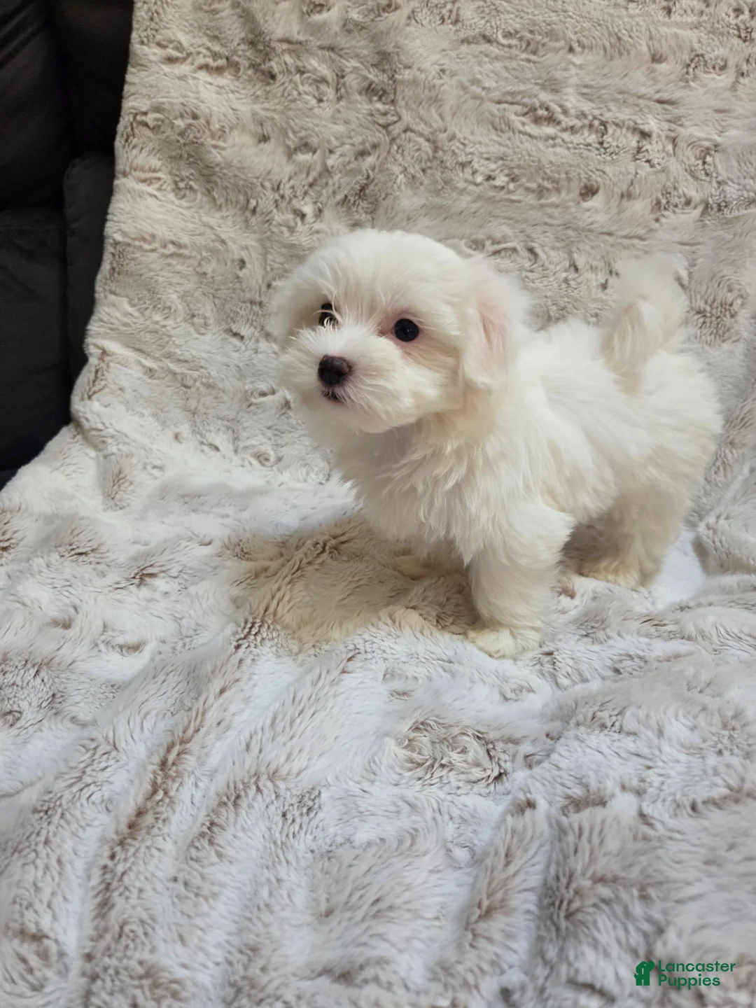 Maltipoo dogs for sale: Maltipoo Puppy 3 - Ad 1