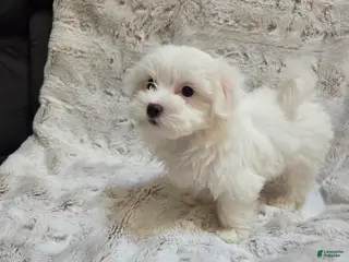 Maltipoo dogs for sale: Maltipoo Puppy 3 - Ad 4