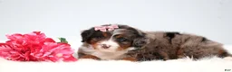 Mini Bernedoodle dogs for sale: Cherish  - Ad 4
