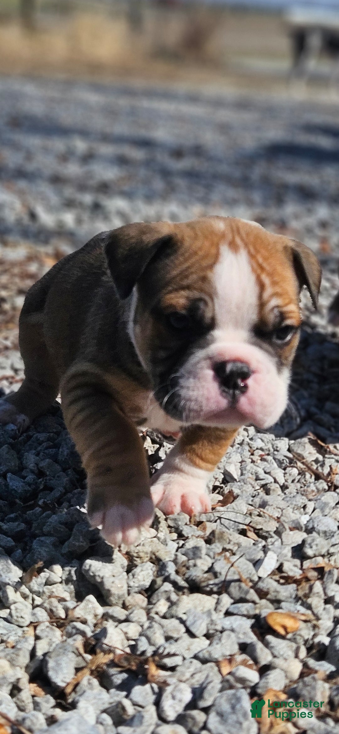 Olde English Bulldogge dogs Provolone MALE - Ad 2