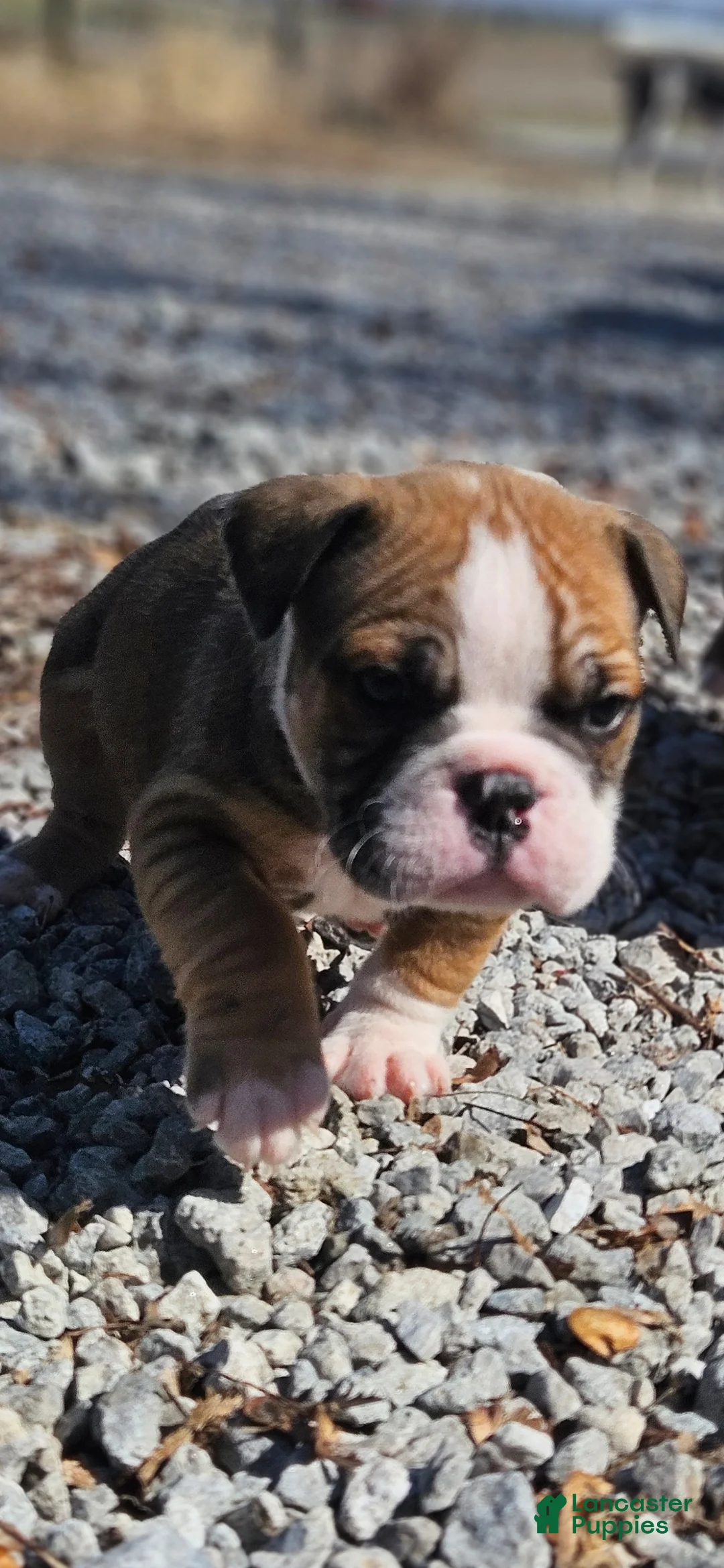 Olde English Bulldogge dogs for sale: Provolone MALE - Ad 2