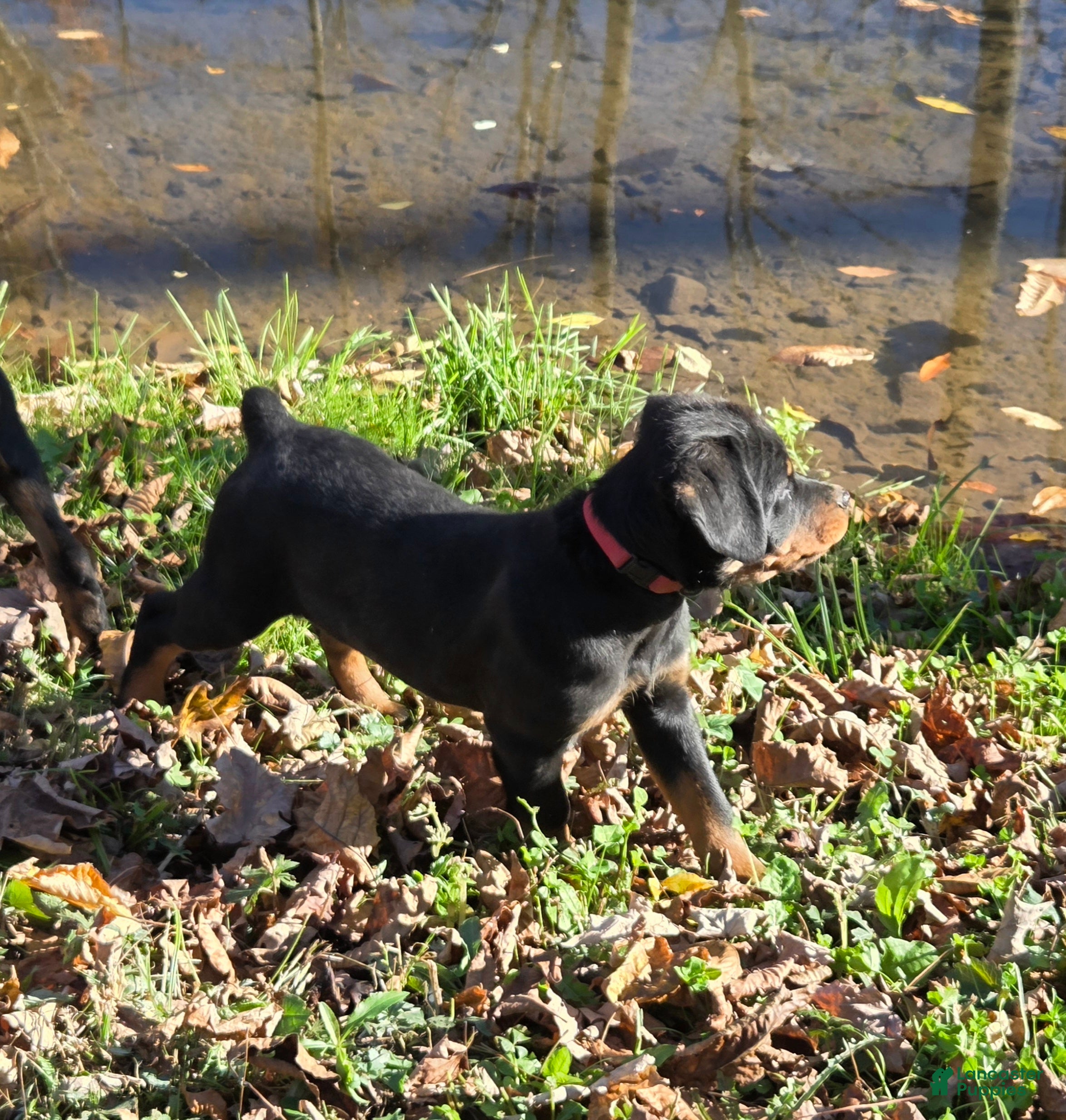 Rottweiler dogs for sale: Parker - Ad 2