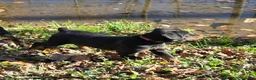 Rottweiler dogs for sale: Parker - Ad 2