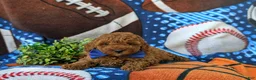 Miniature Poodle dogs for sale: Reilly - Ad 6