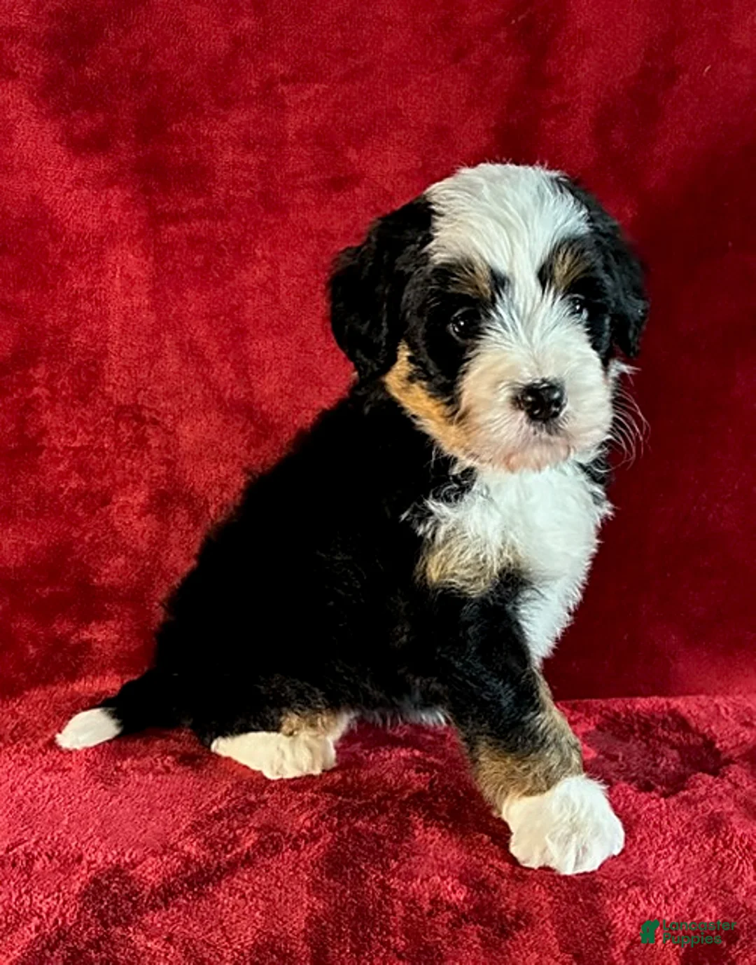 Mini Bernedoodle dogs for sale: Daisy - Ad 2